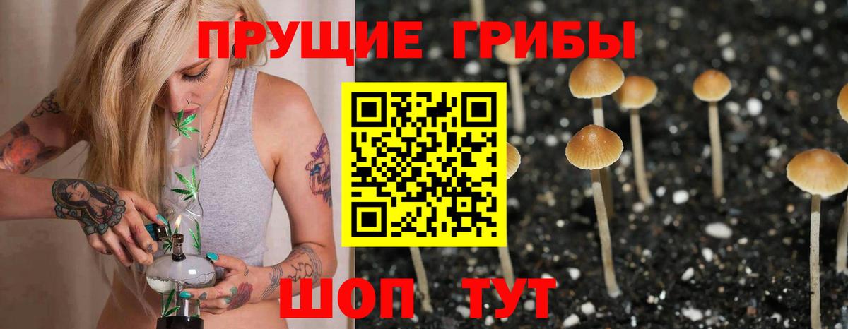 Галлюциногенные грибы Psilocybine cubensis Дмитров